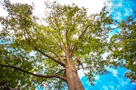 Trusted Cumings, TX Tree Removal Experts