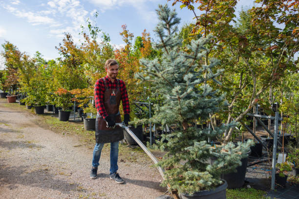 Best Emergency Tree Removal  in Cumings, TX
